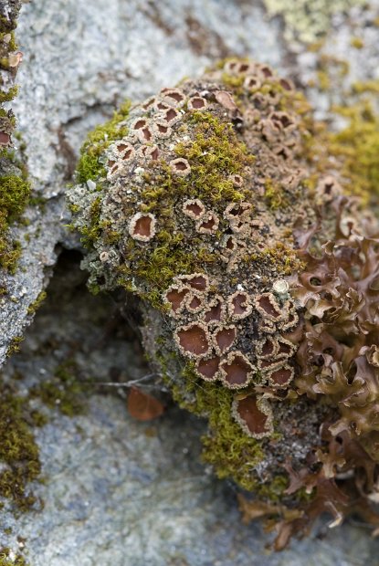 Psoroma hypnorum-06-0116